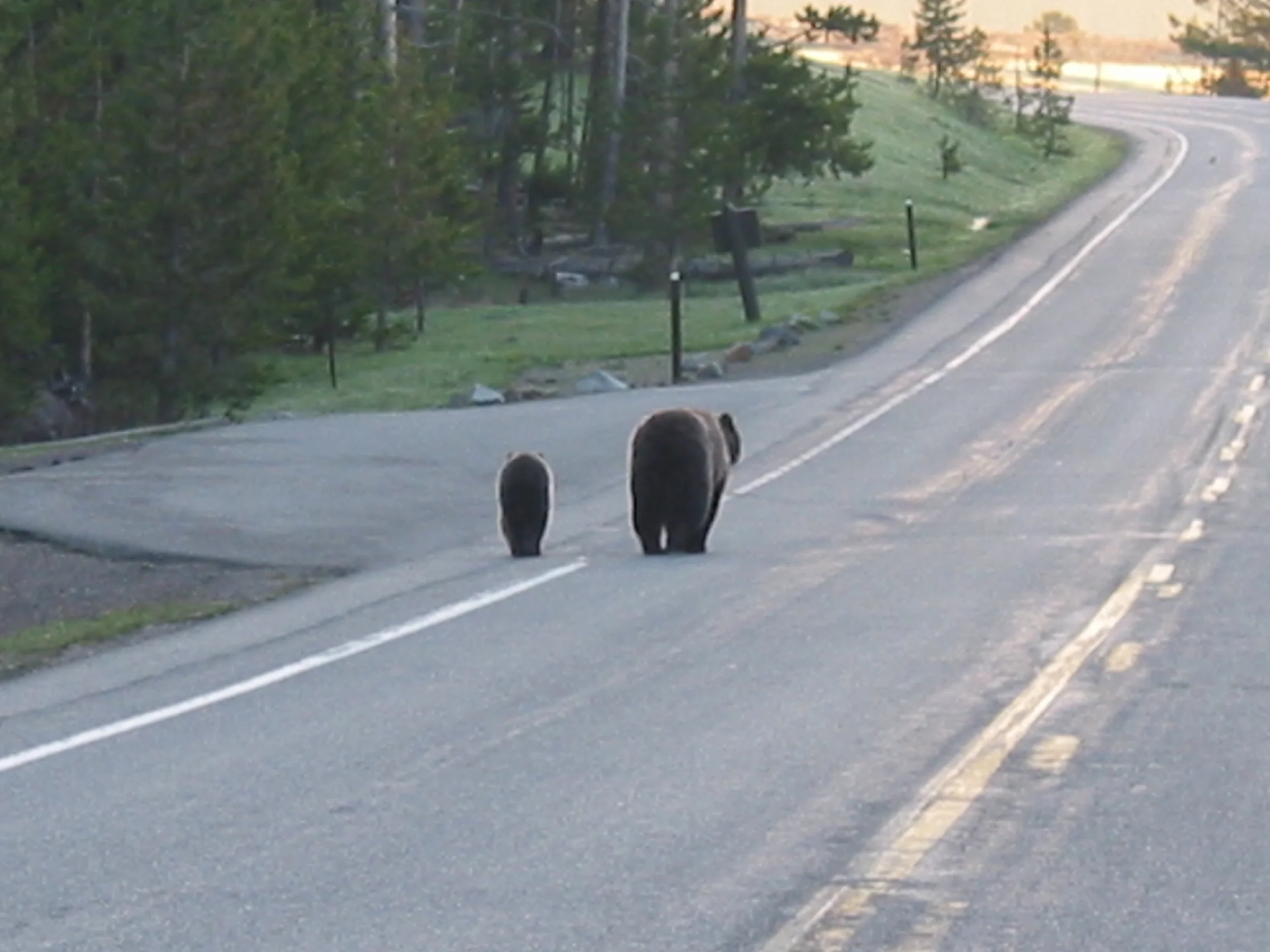Grizzly Bears, Yellowstone National Park, Wyoming