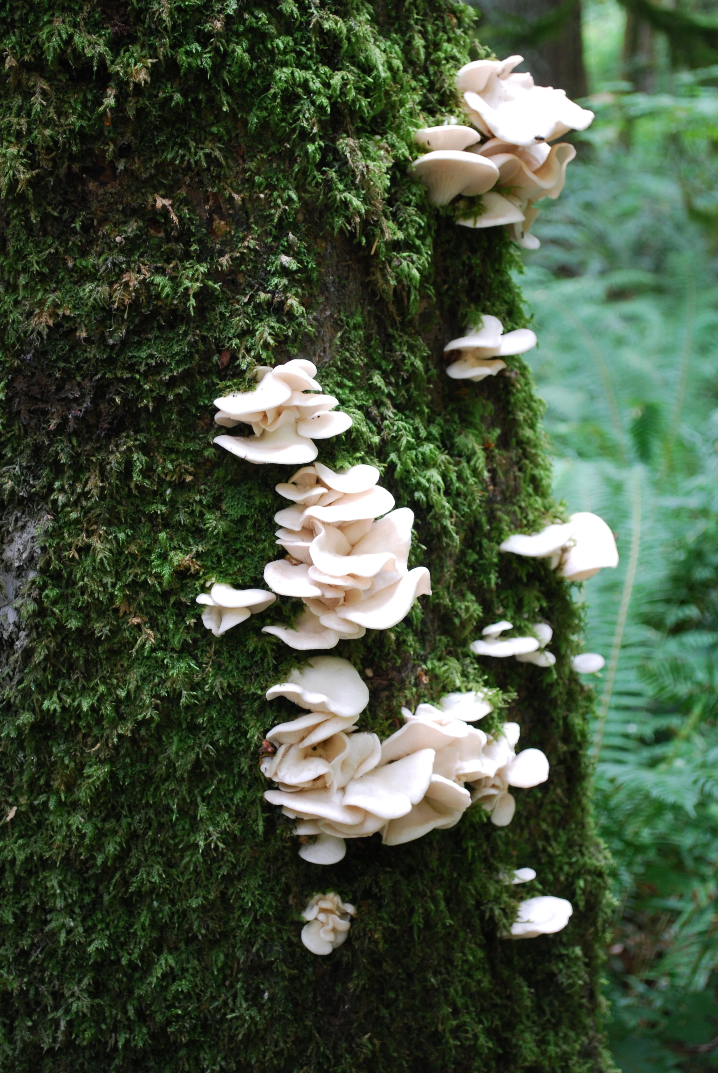 Near Twin Falls, Snoqualmie, Washington