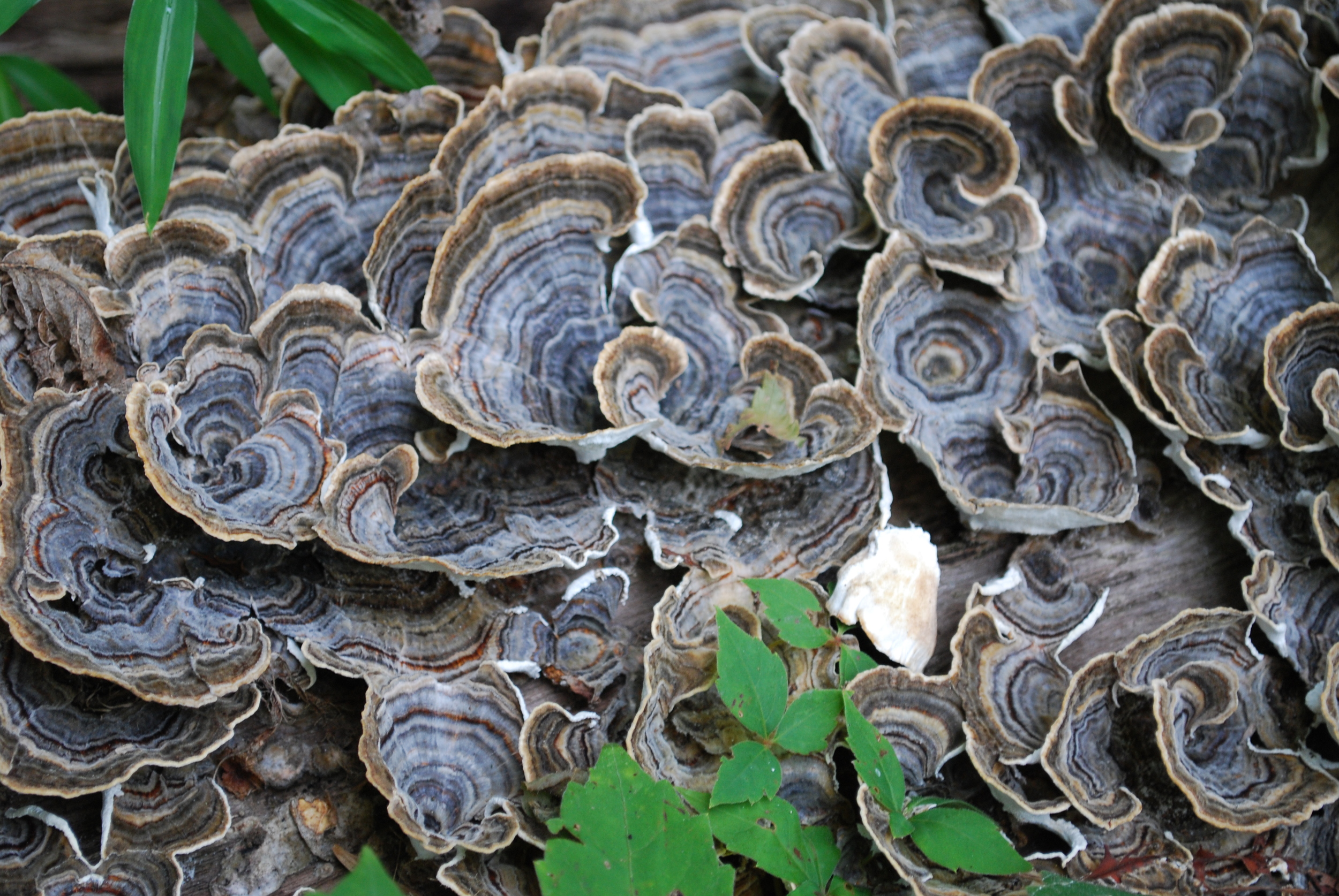 Theodore Roosevelt Island, Washington, DC