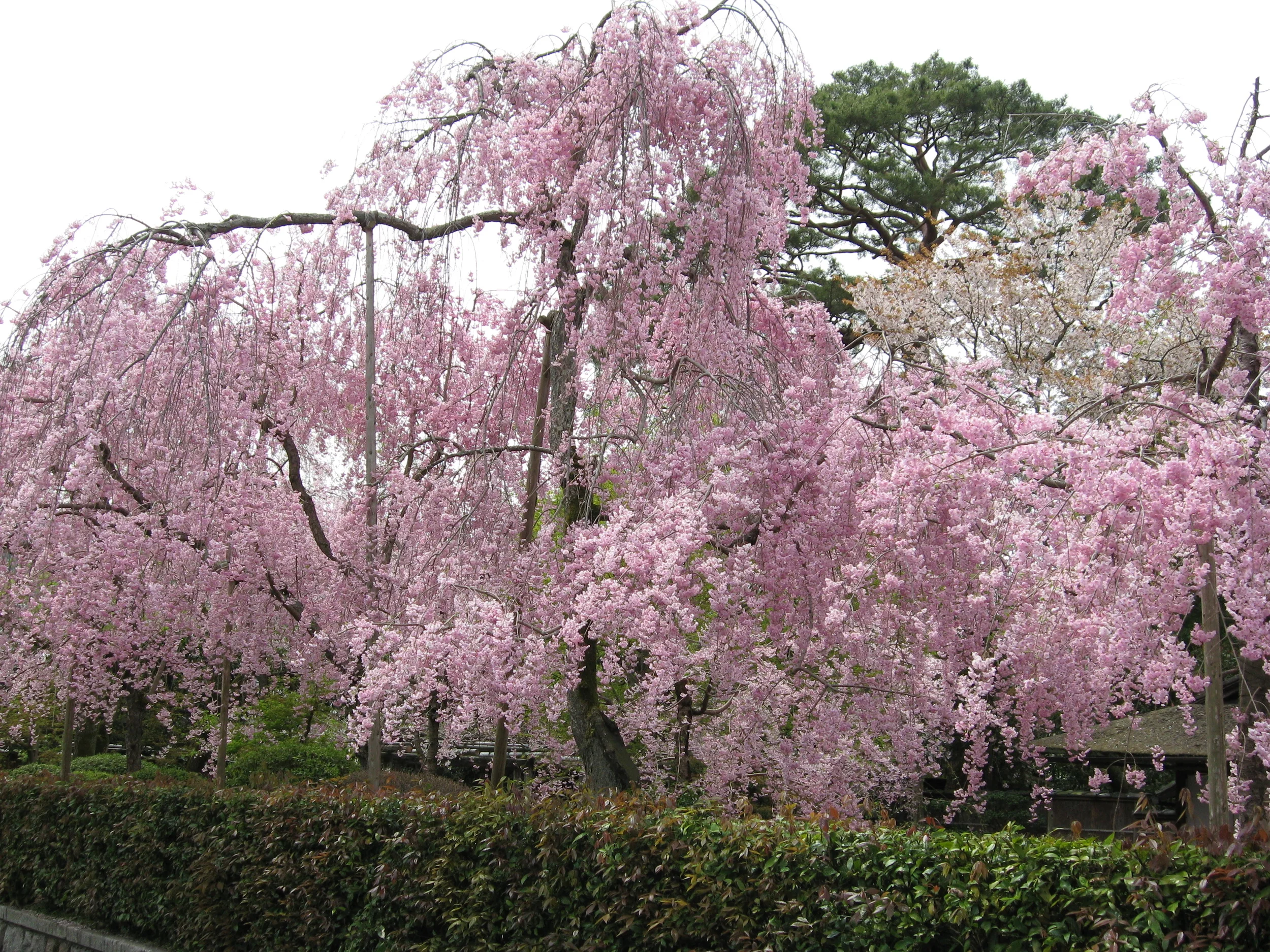 Cherry Tree, Kyoto, Japan
