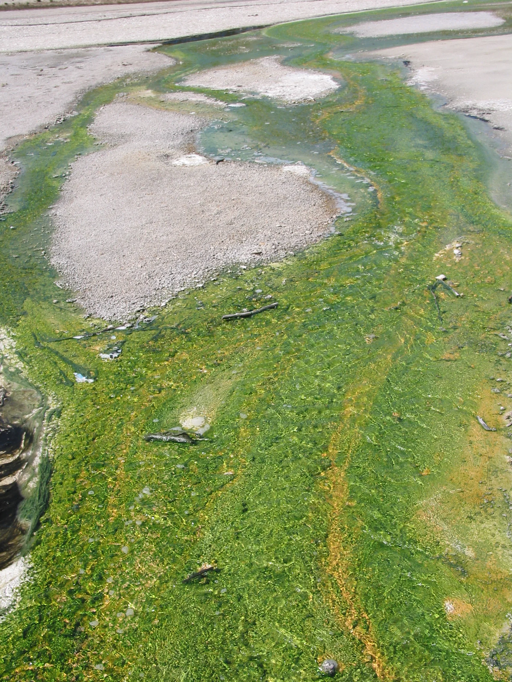 Algae, Norris Geyser Basin, Yellowstone National Park