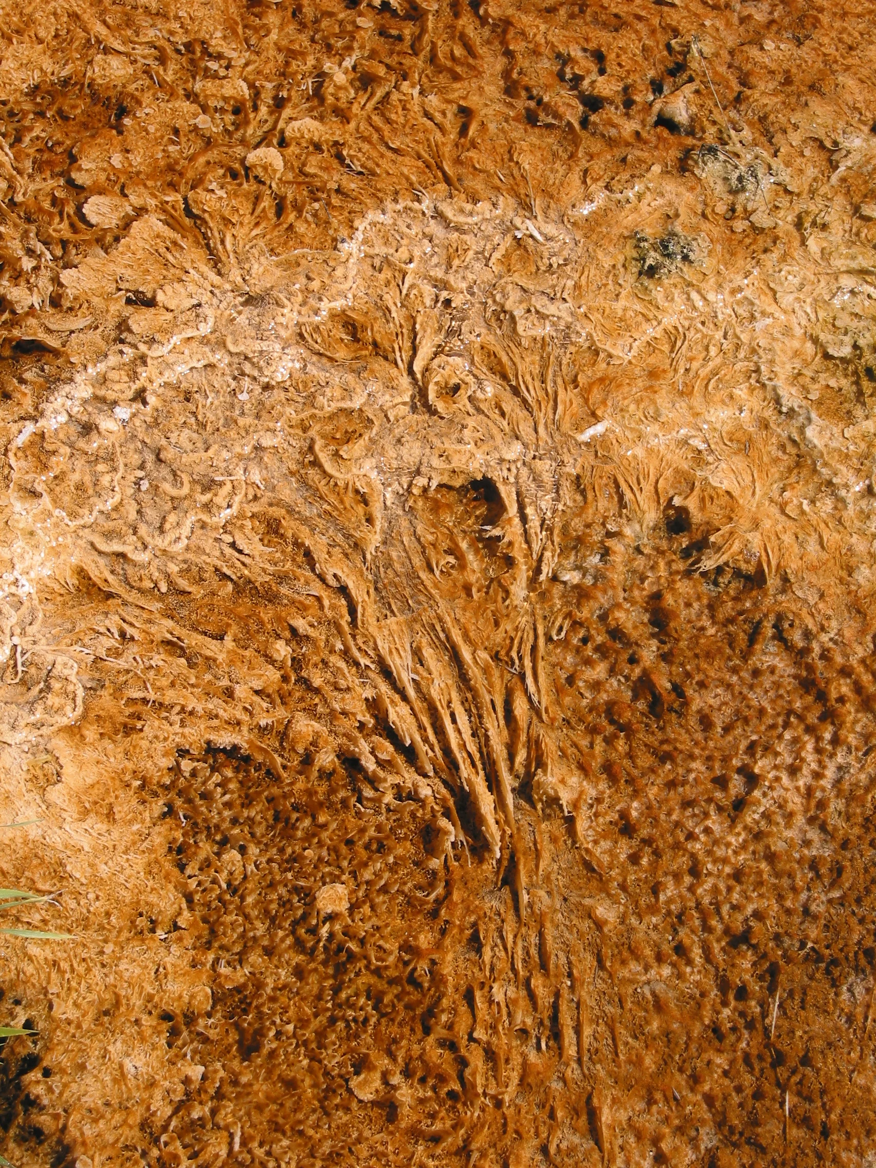 Algae, Mammoth Hot Springs, Yellowstone National Park