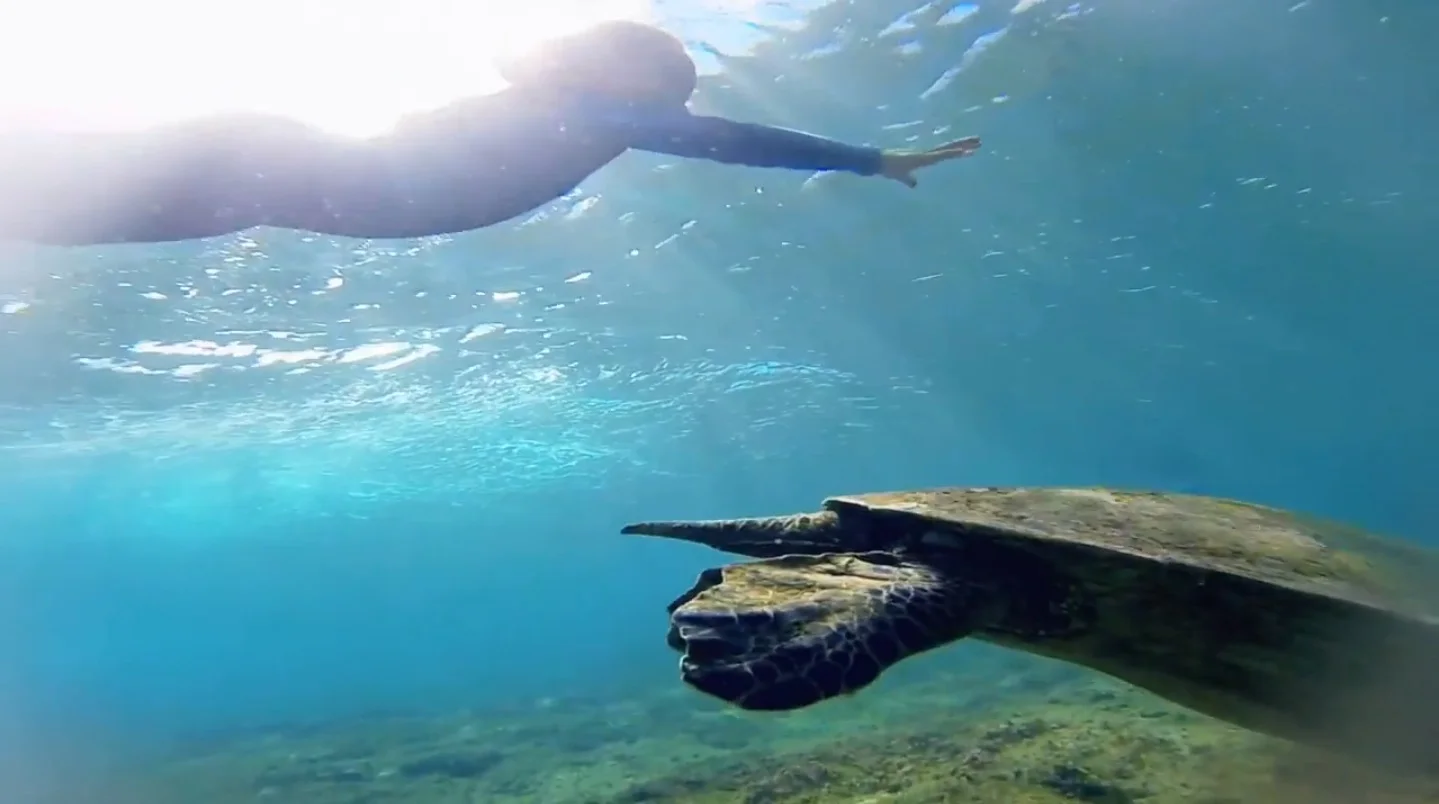 A-Honu-Experience-The-Sea-Appreciation-Project-by-Leah-Dawson