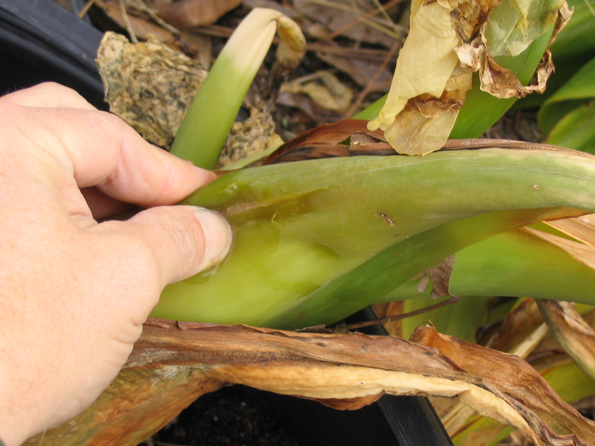 Damaged herbaceous tissue that gets mushy and leaks liquid should be removed. Photo by Dan Gill