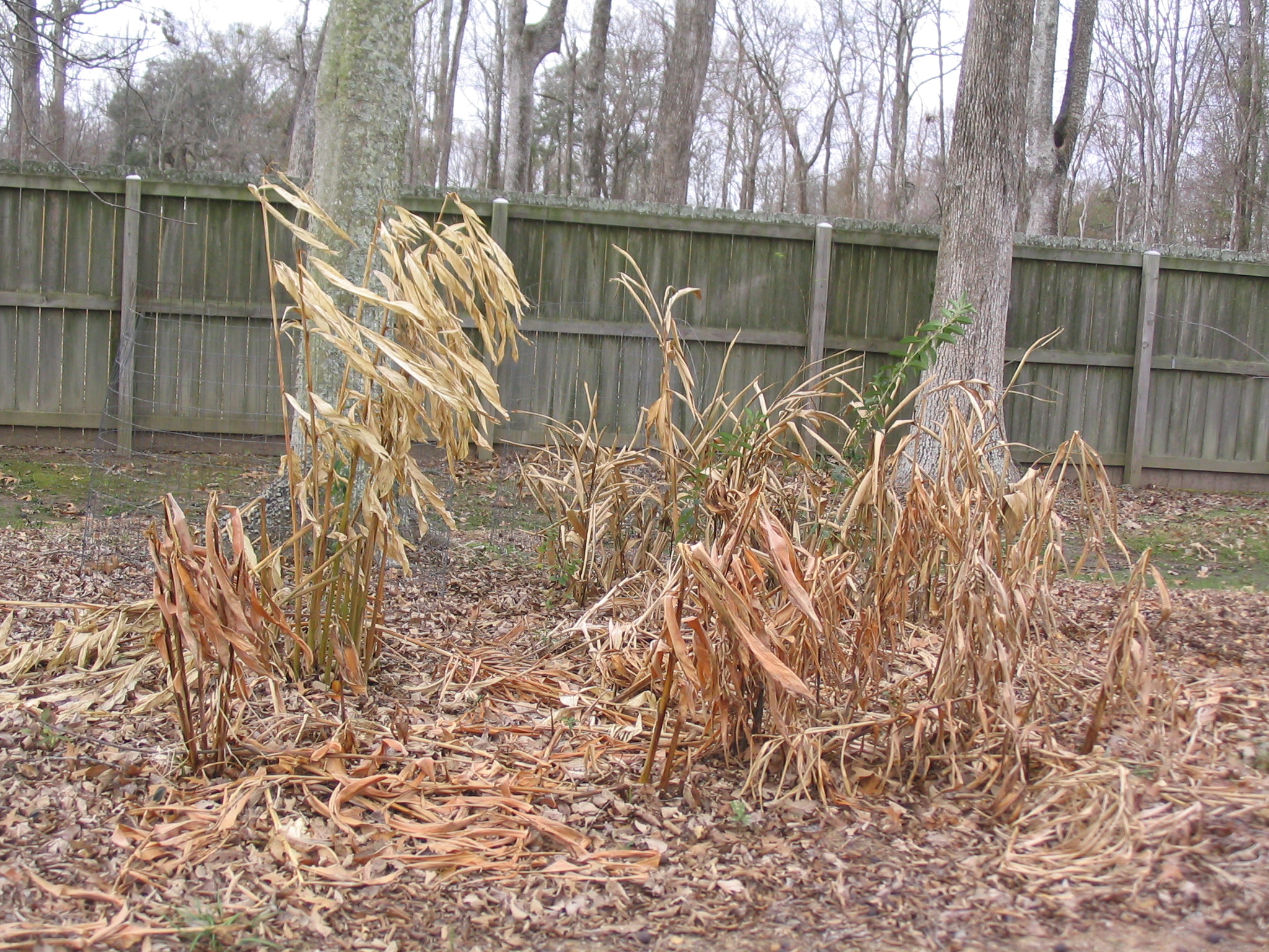 Herbaceous plants - like gingers - can be cut back a few days after a killing freeze. Photo by Dan Gill
