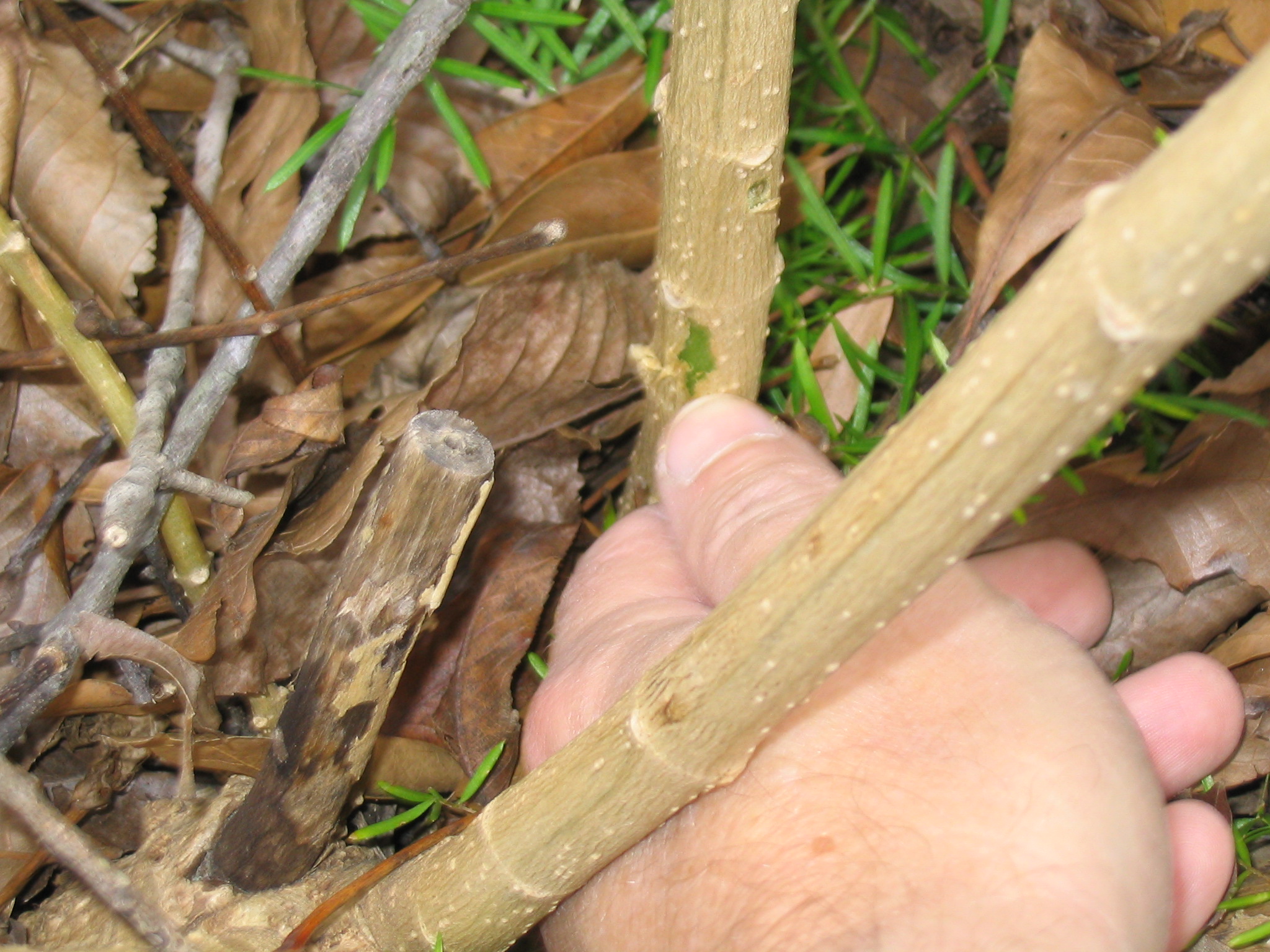 Green tissue under the bark indicates the plant is still alive. Photo by Dan Gill