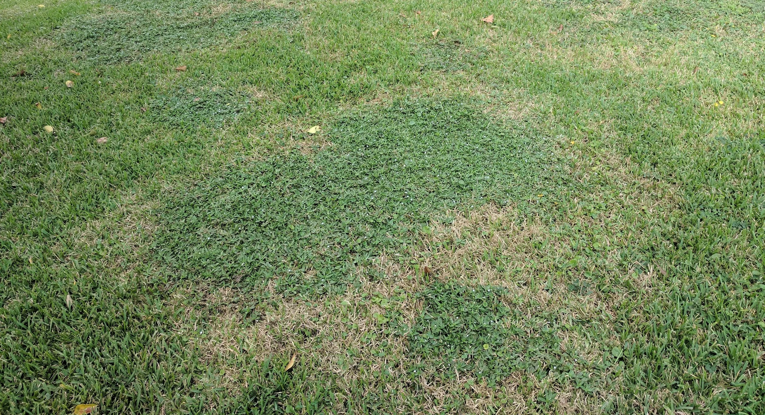 Virginia Button Weed is a Pretty Tough Customer