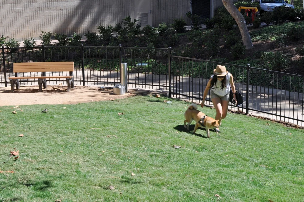 Are Dogs Allowed In Utc Mall