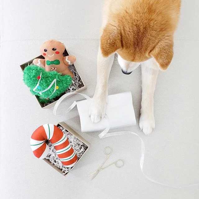Every year, Hoku holds down the gift wrap and I tape. Thanks kid for always being willing to lend a helping paw 💛 What are your traditions?
.
PS: It&rsquo;s not too late to pick up your last minute pup gifts from @chewy&rsquo;s Holiday Shop! #ChewyPartner #ChewyHoliday2019