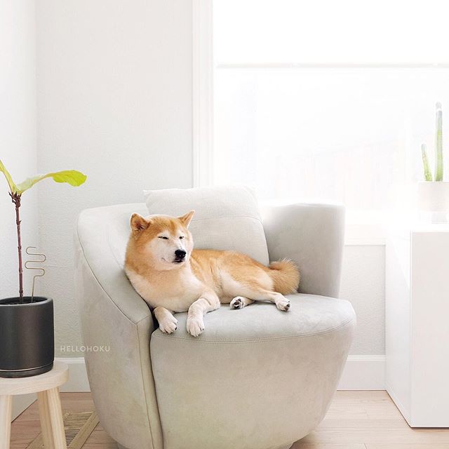 A face that says, I woke up at 5am for tai chi in the park then sat in a McDonald&rsquo;s nursing a $1 cup of coffee while reading the paper for 3 hours so now in desperate need of a nap. #👴🏻