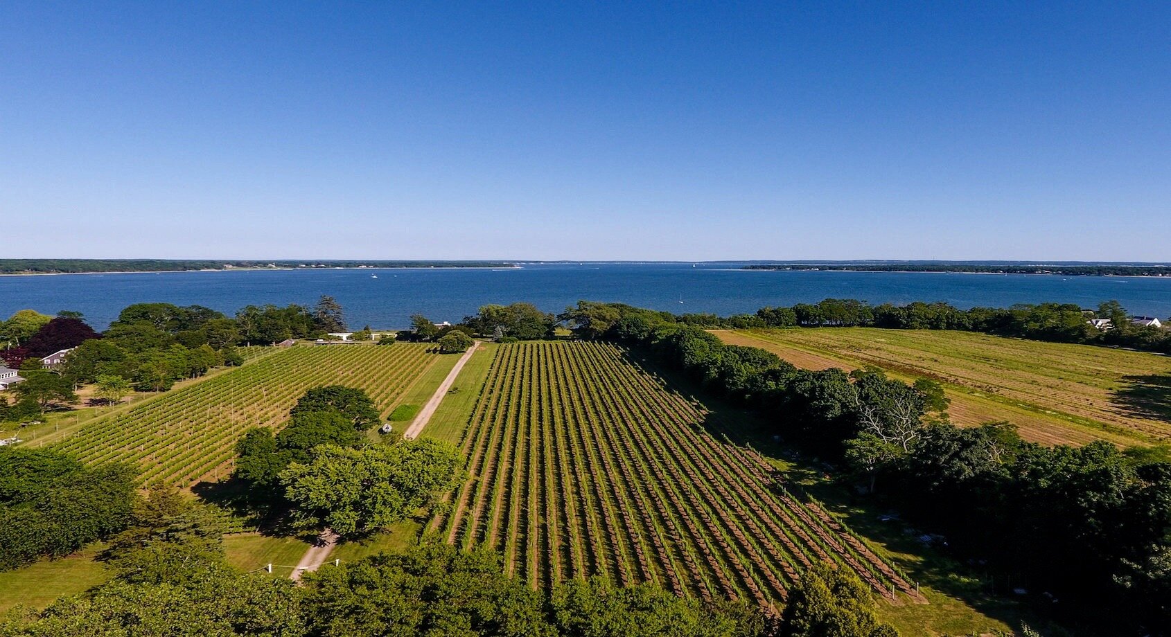 Long Island Vineyards