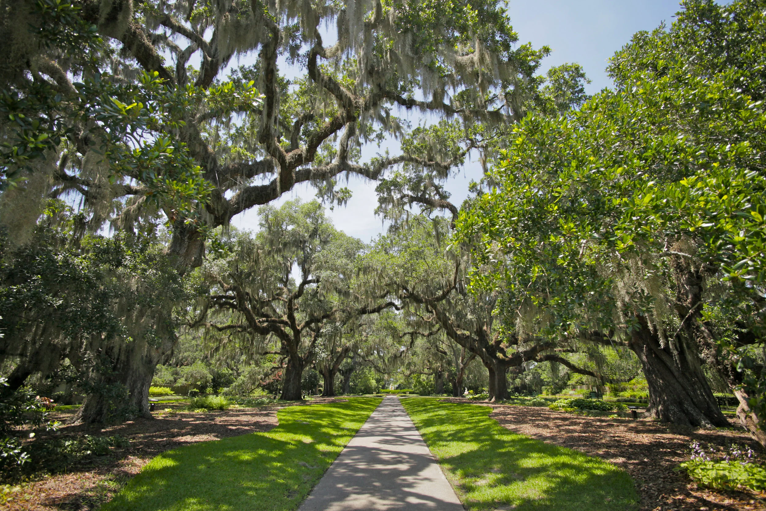 Brookgreen Gardens - Old Live Oaks