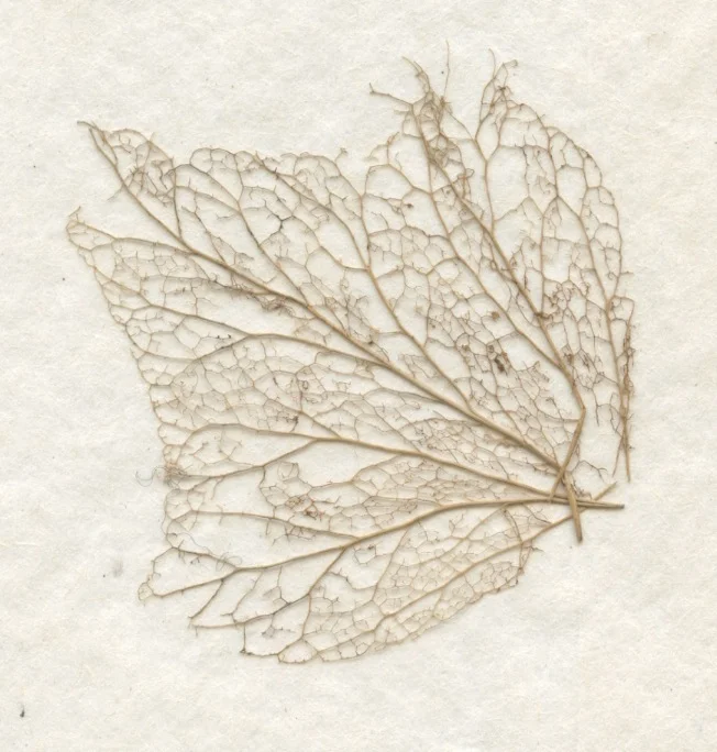 leaf skeleton.jpeg