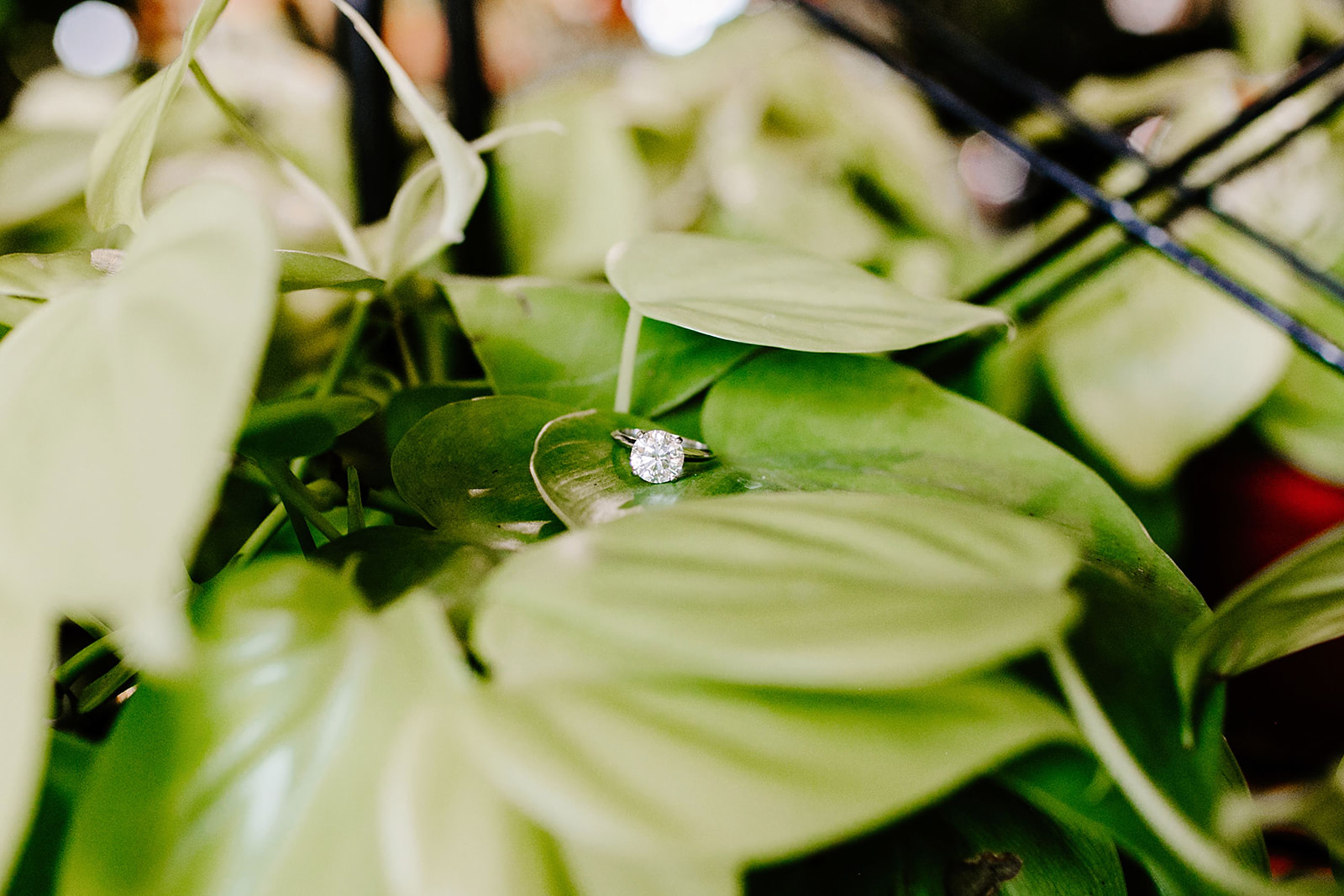 Lindy and JT Proposal at Allisonville Nursery in Indianapolis Indiana by Emily Elyse Wehner Photography LLC-198.jpg