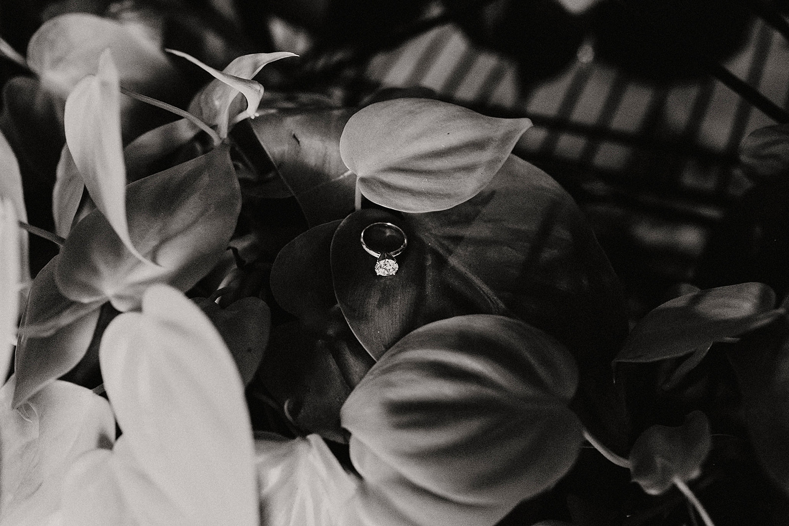 Lindy and JT Proposal at Allisonville Nursery in Indianapolis Indiana by Emily Elyse Wehner Photography LLC-200.jpg