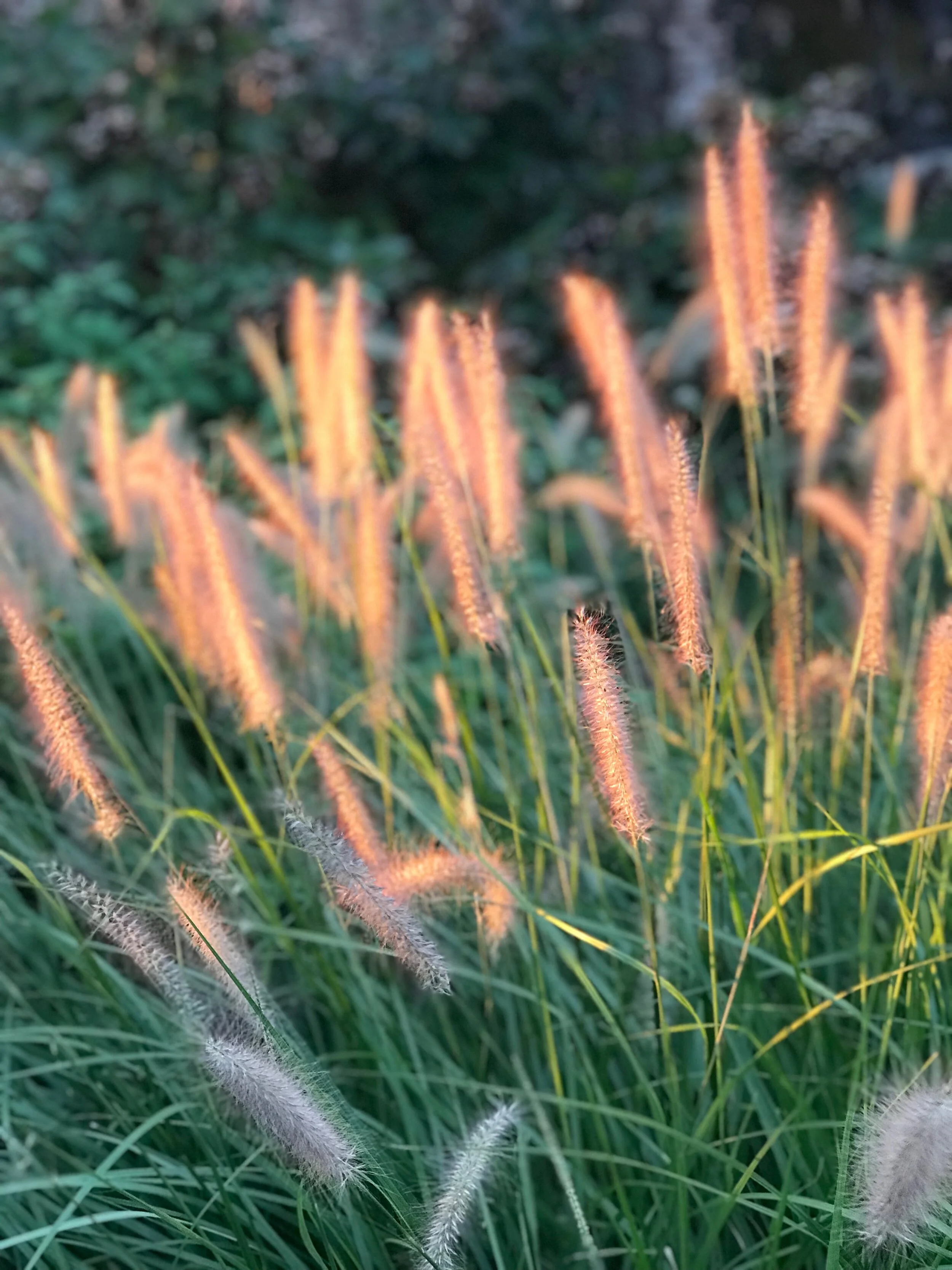 Emergency Grant Updates