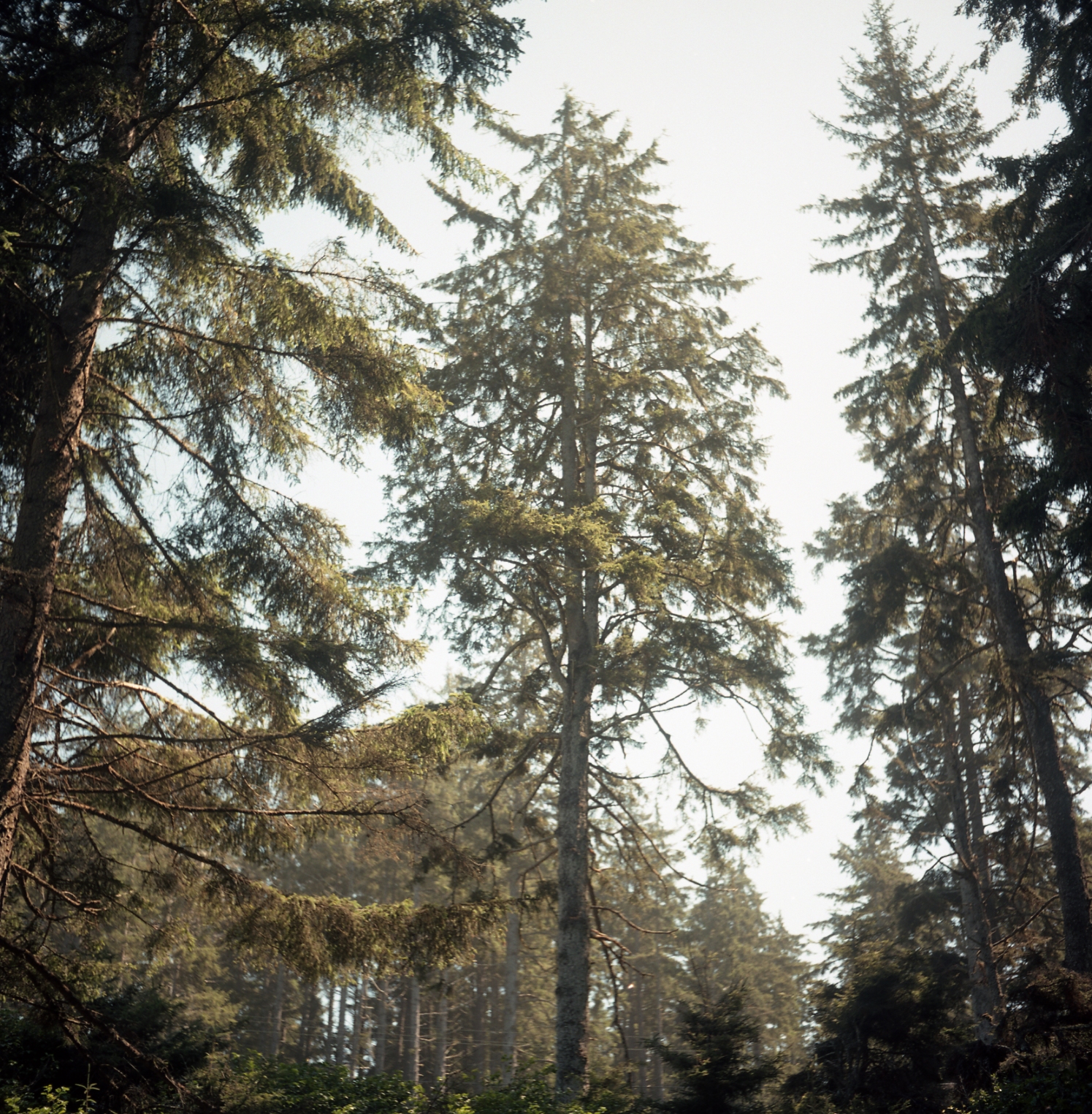 101, Northern California, 2014