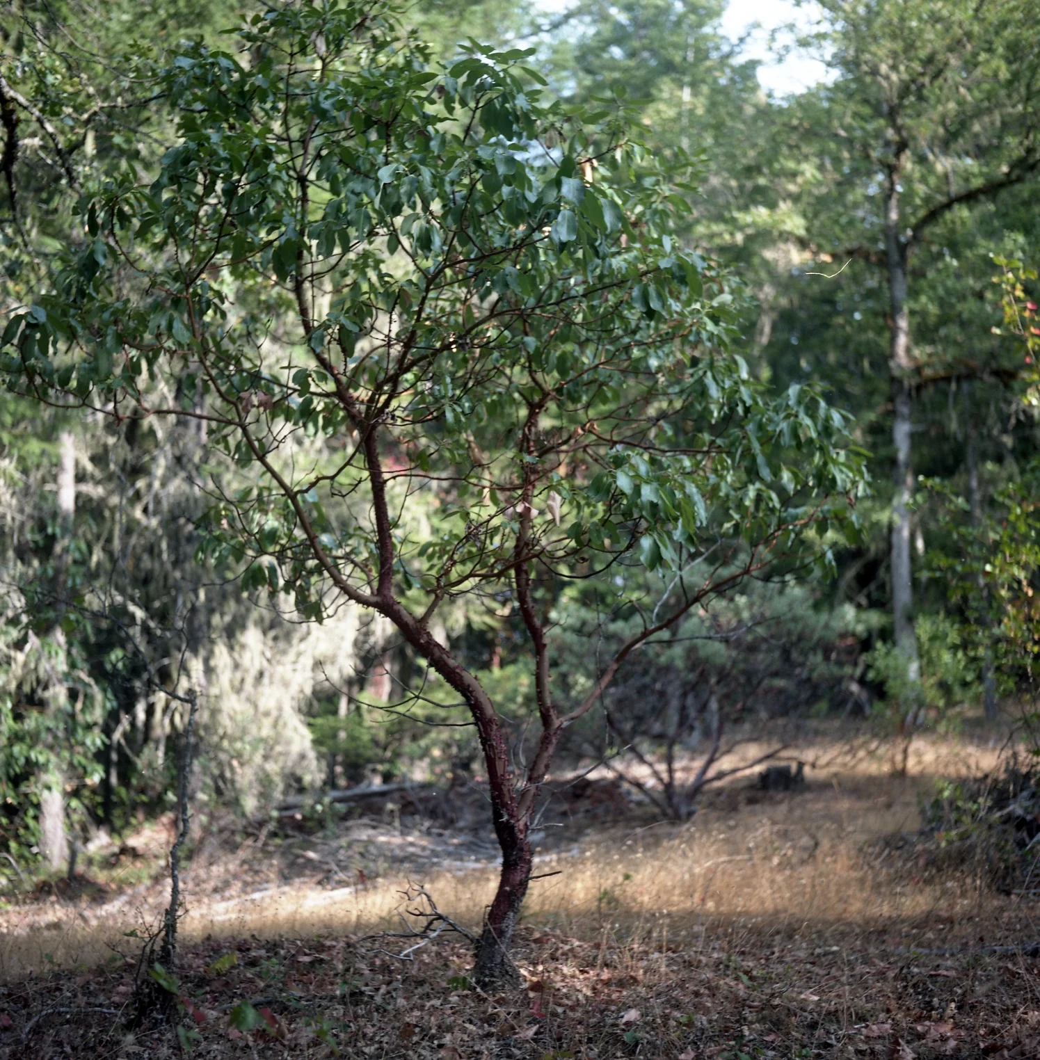 Northern California, 2014