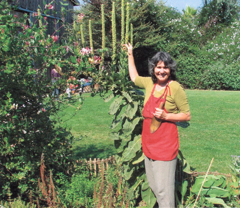 EdenMulleinGarden.jpg