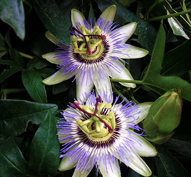 passiflora_eden.jpg