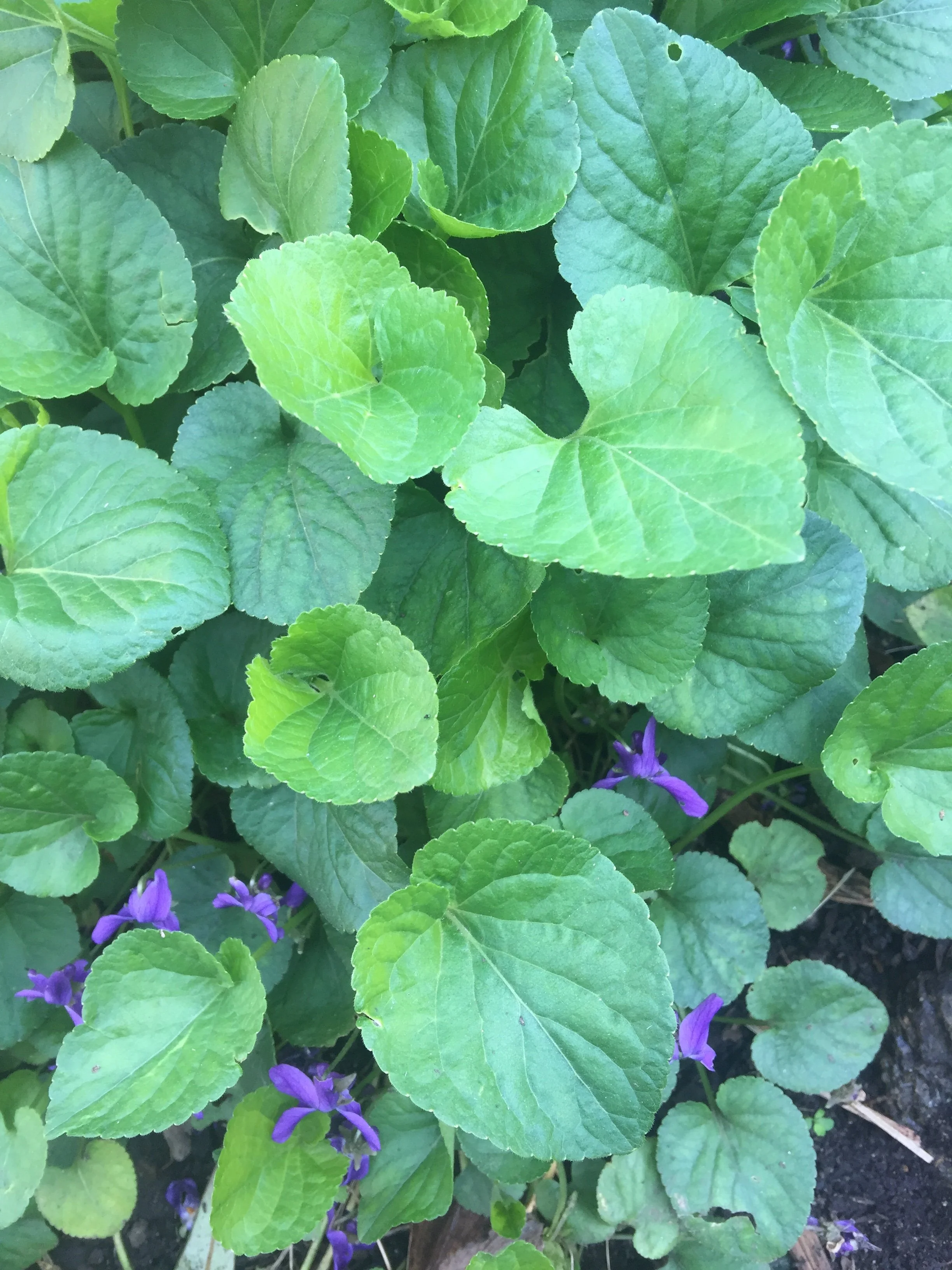 violets.jpg