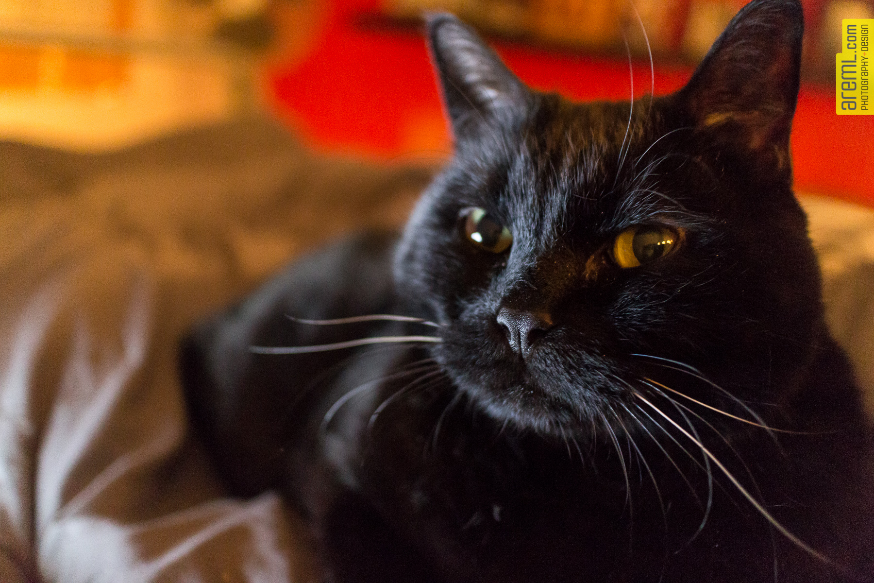 More low light shooting with Midnight the cat before bedtime. This time with some fill light from my iPad. 