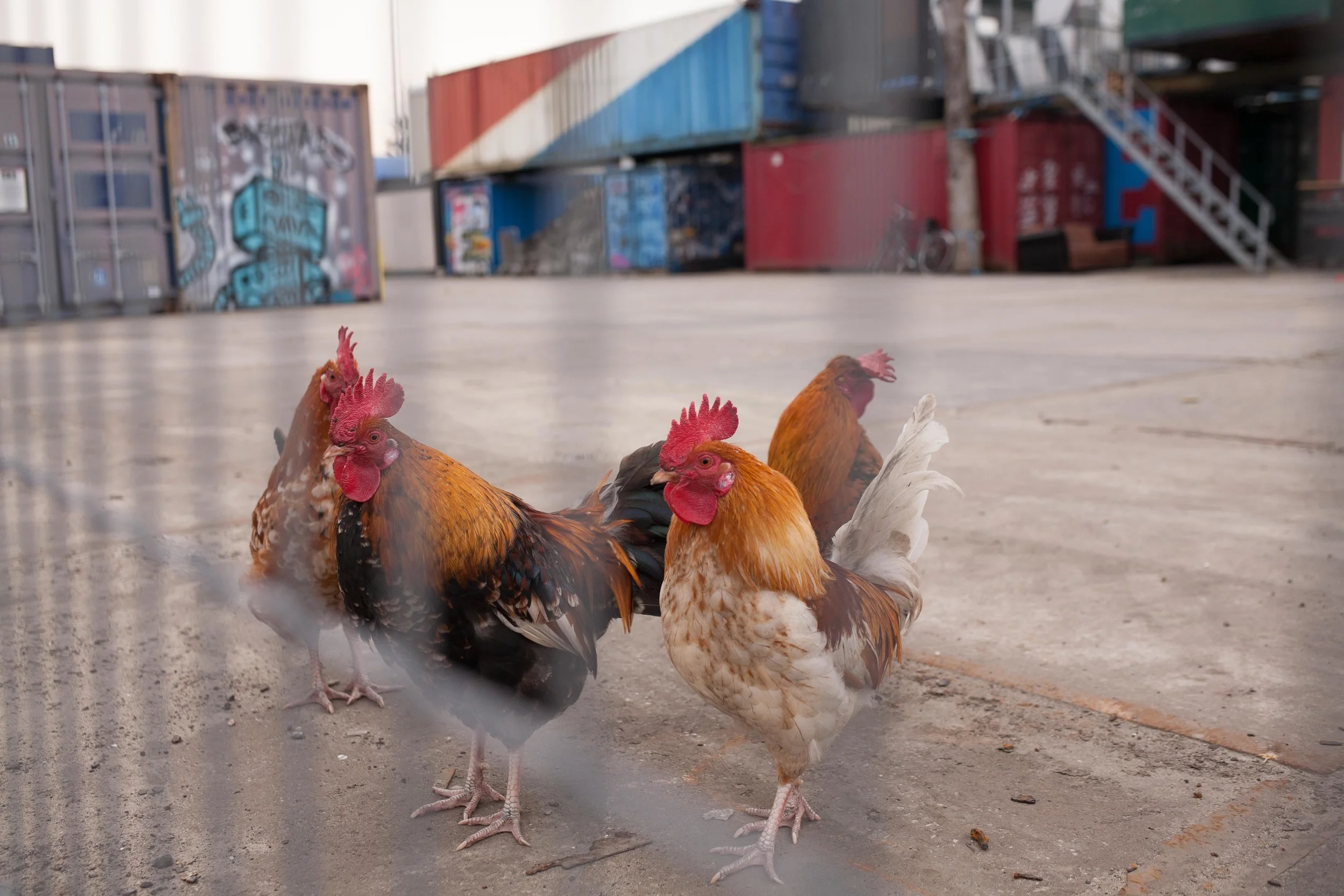 Free-range chickens hanging out among the boxcars.