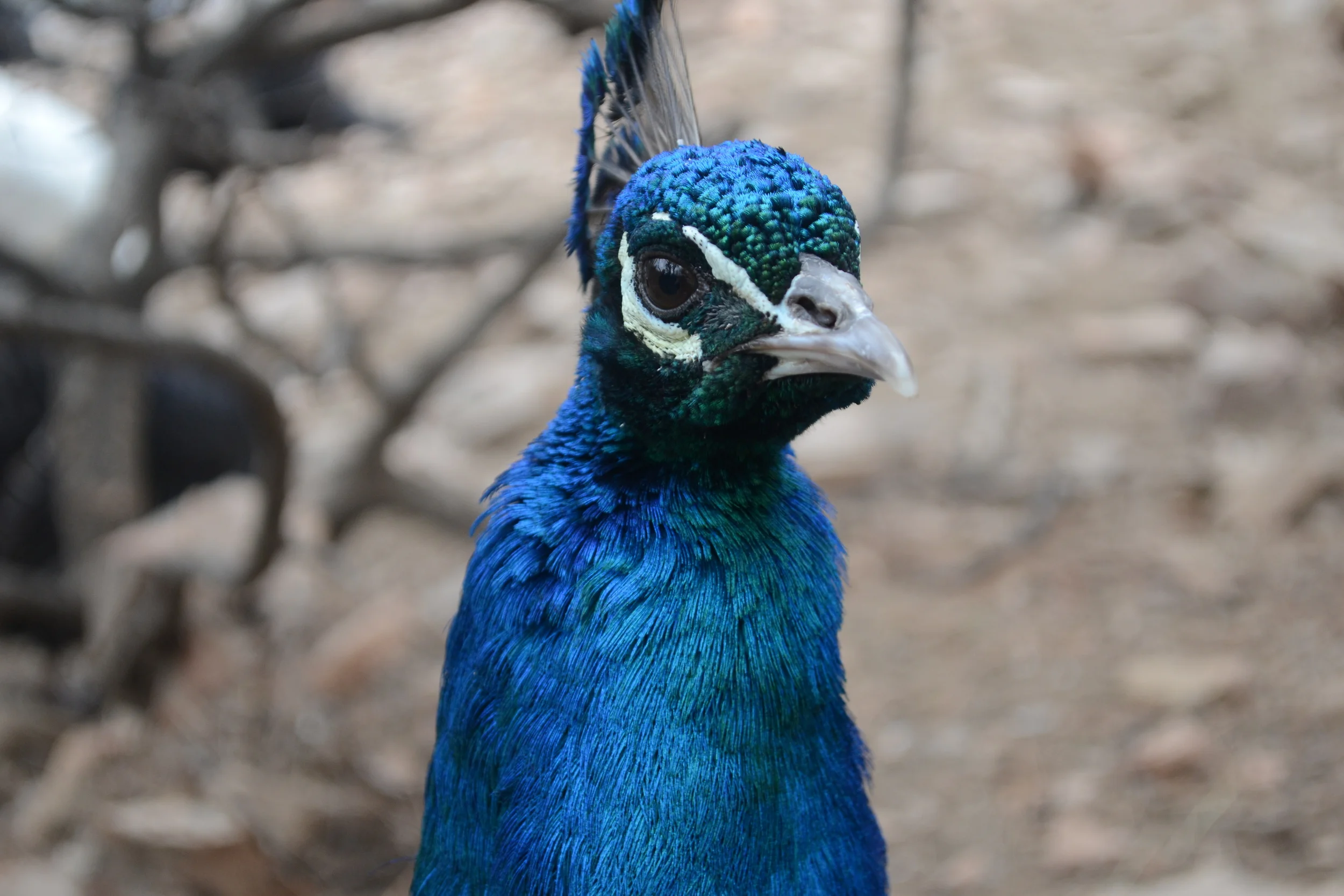 DSC_0286.jpg