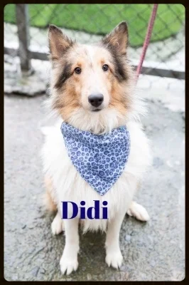 Didi.jpg
