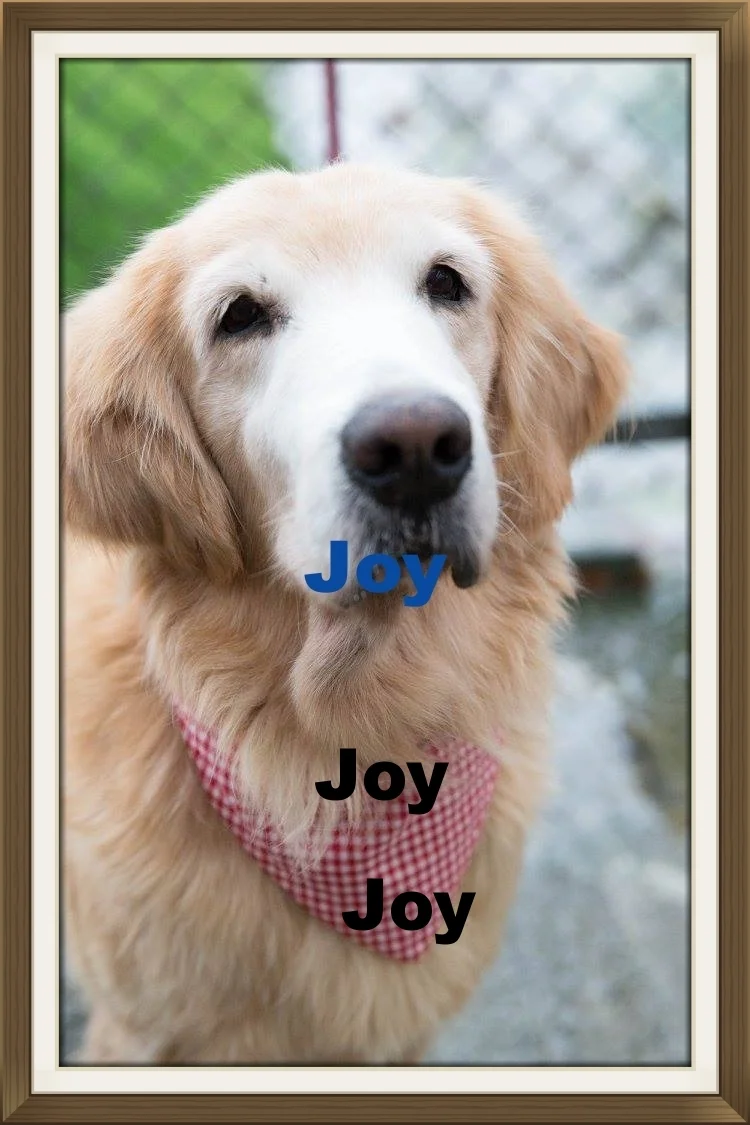 Joy1.jpg