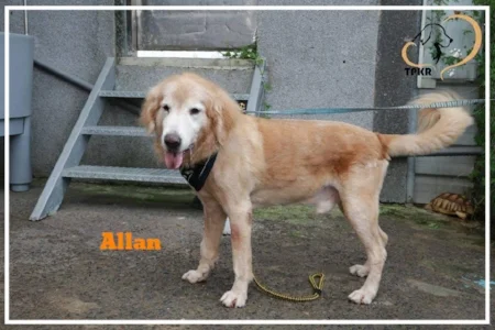 allen-1.jpg