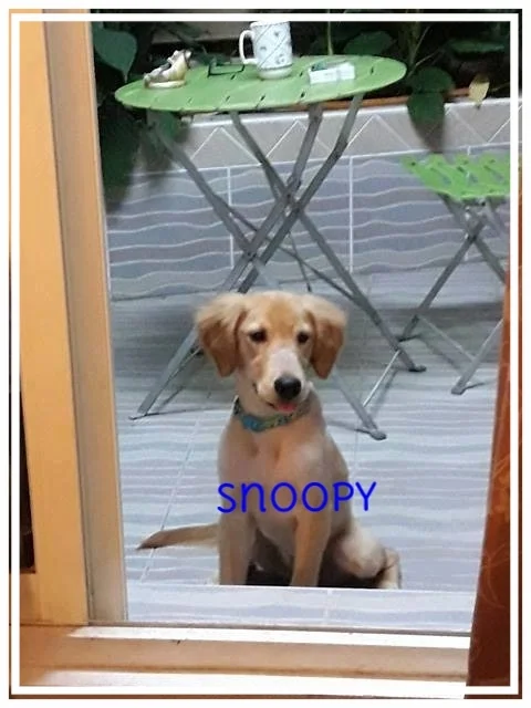 snoopy-1.jpg