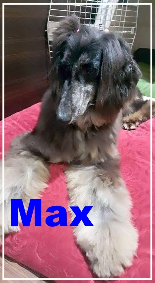 Max-1.jpg