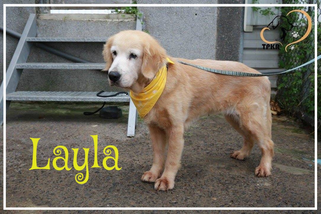 Layla_1.jpg