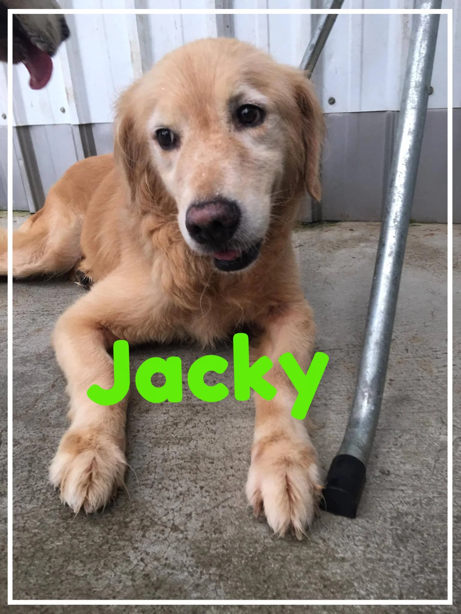 Jacky_1.jpg