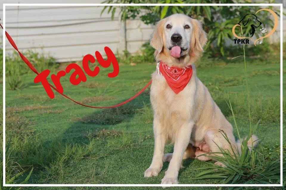 Tracy.jpg