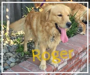 Roger-1.jpg