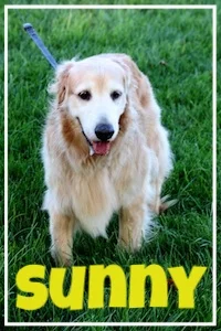 Sunny-2.jpg