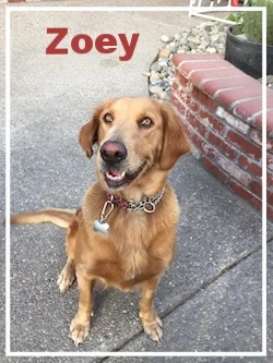 zoey.jpg