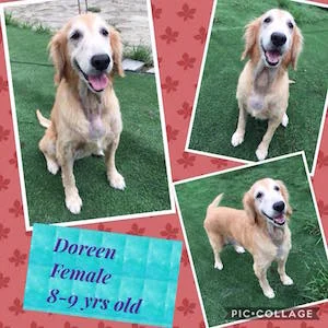 Doreen.jpg