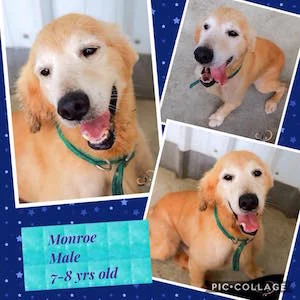 Monroe.jpg
