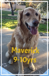 Maverick.jpg