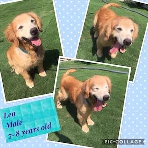 leo.jpg