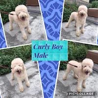 Curly_boy.jpg