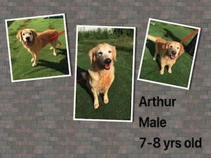 Arthur.jpg