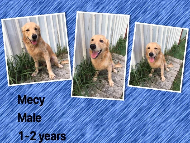 Mecy.jpg