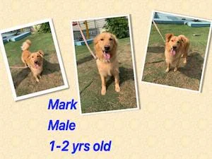 Mark.jpg