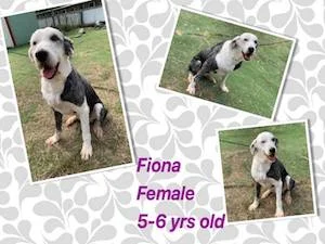 Fiona.jpg