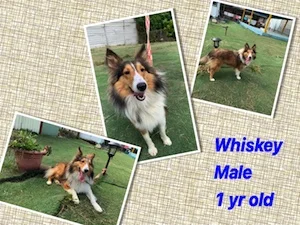 Whiskey.jpg