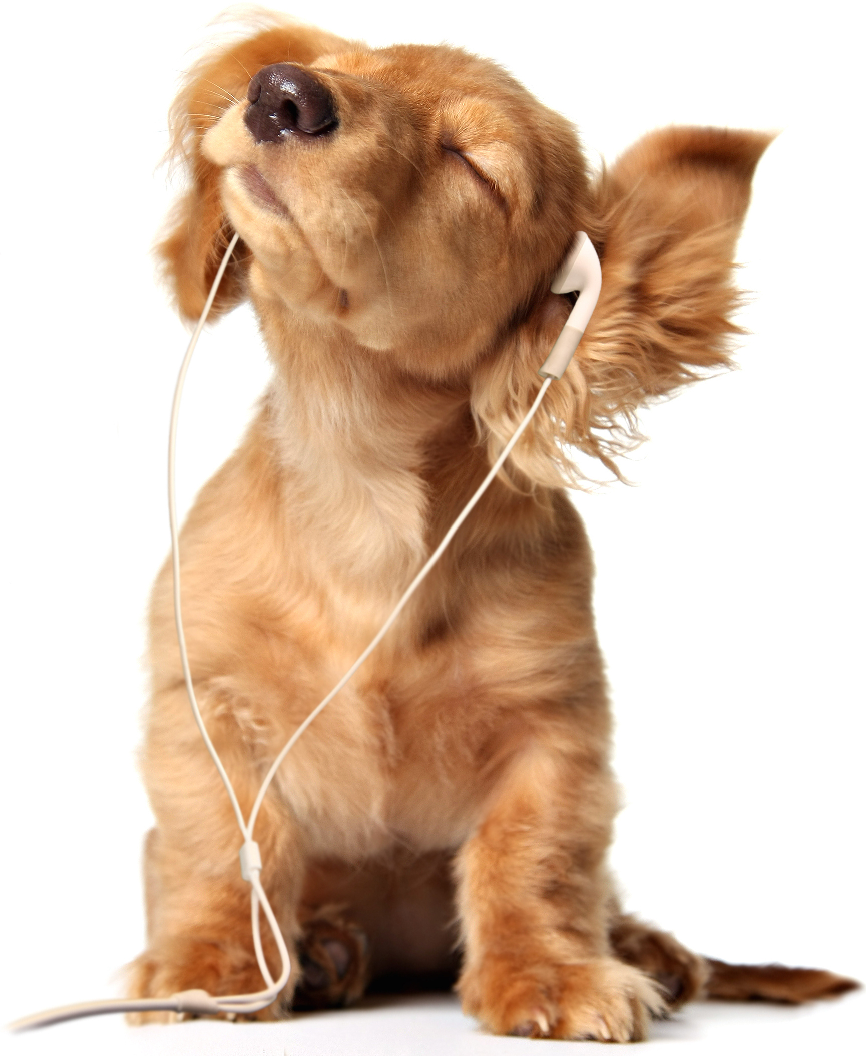 need voiceover for commercial, network promo, radio imaging, or web videos? contact me and let's get to work!
